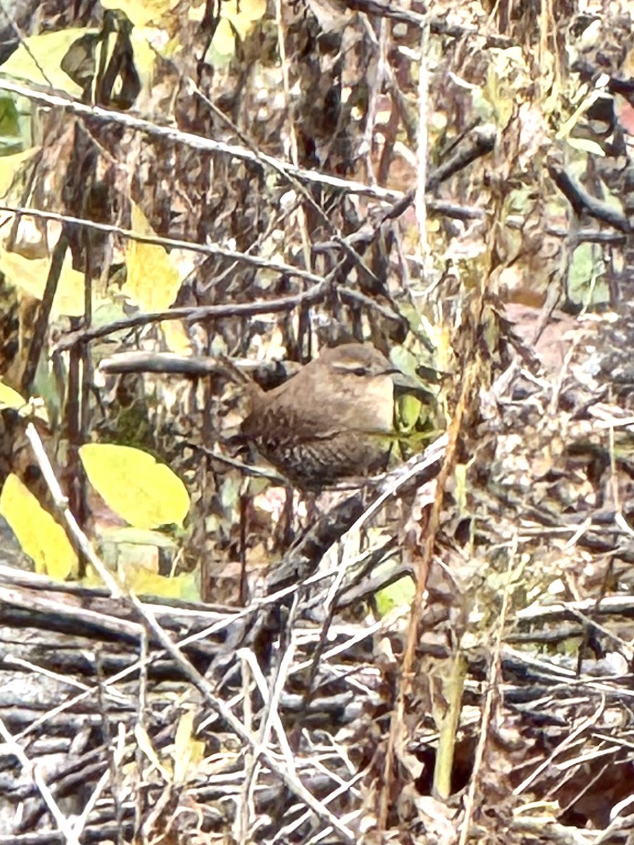 Winter Wren - ML644769806