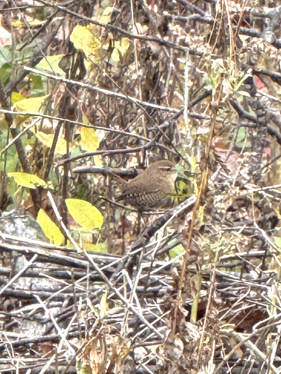 Winter Wren - ML644769807