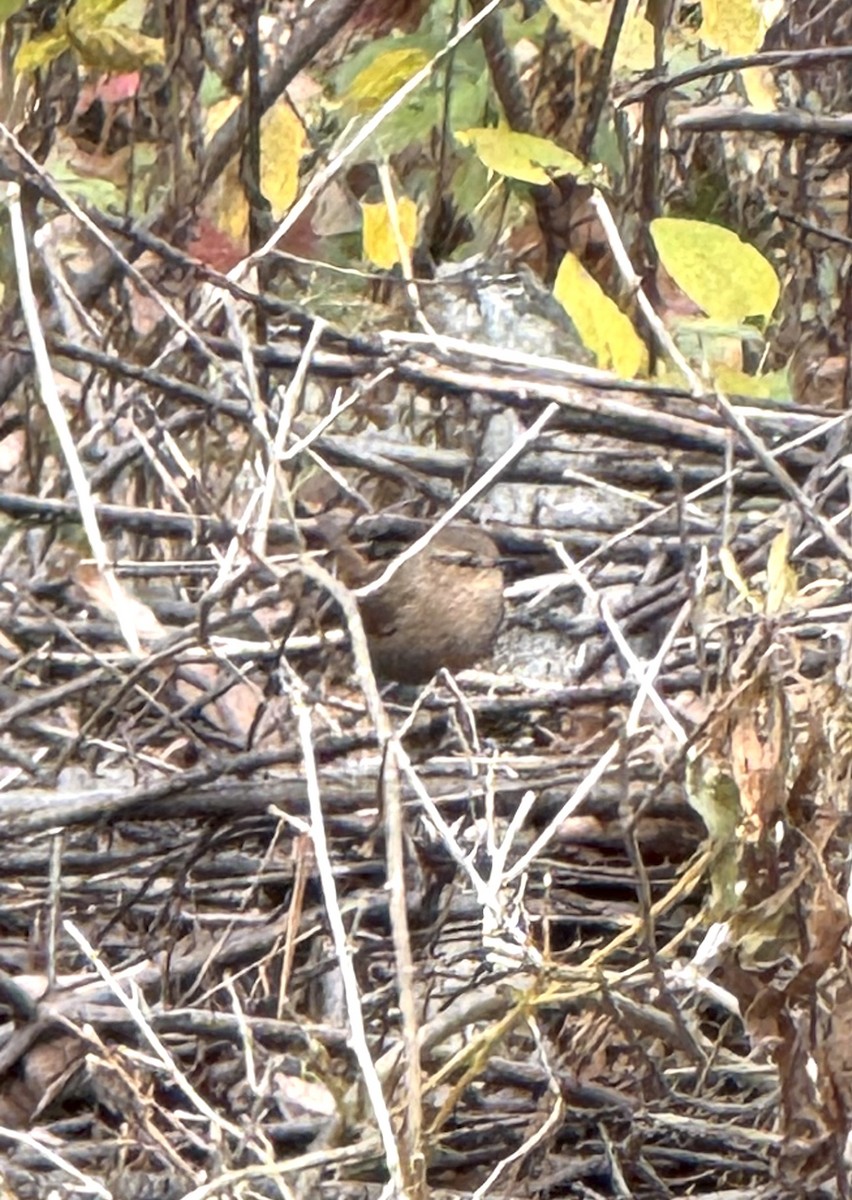 Winter Wren - ML644769819