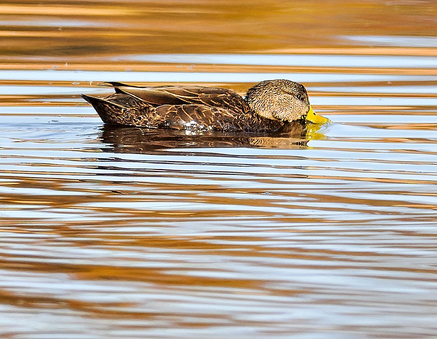 American Black Duck - ML644769829