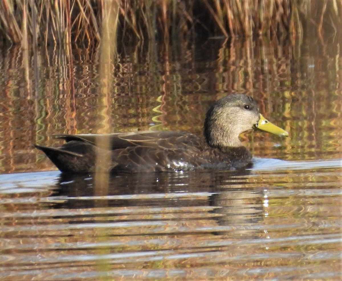 American Black Duck - ML644769830