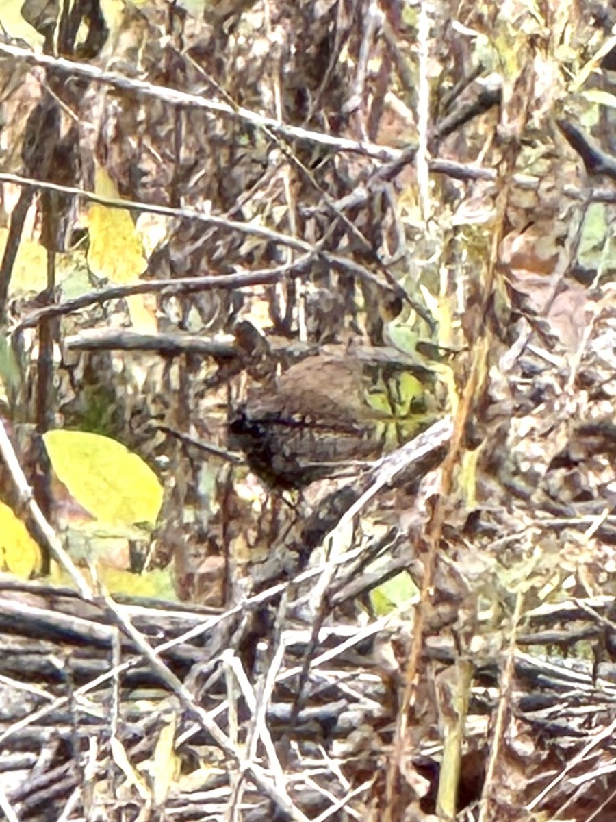 Winter Wren - ML644769831