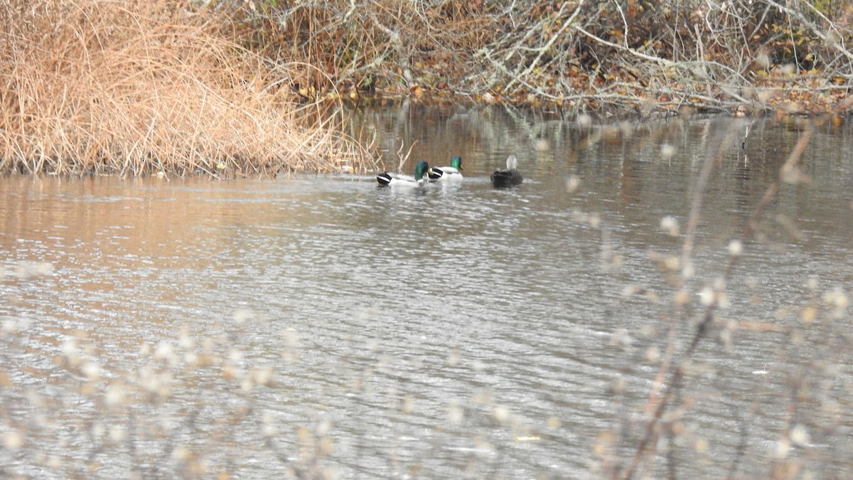 American Black Duck - ML644769843