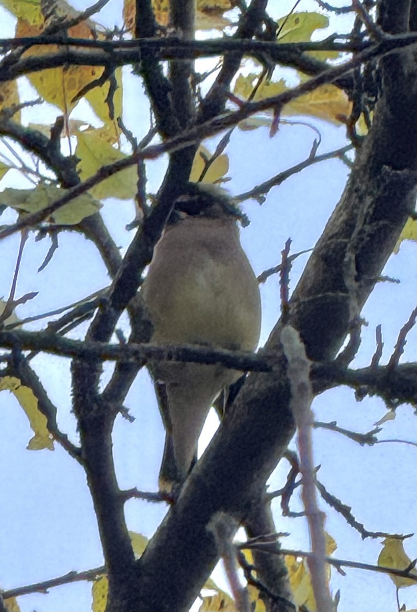 Cedar Waxwing - ML644769853