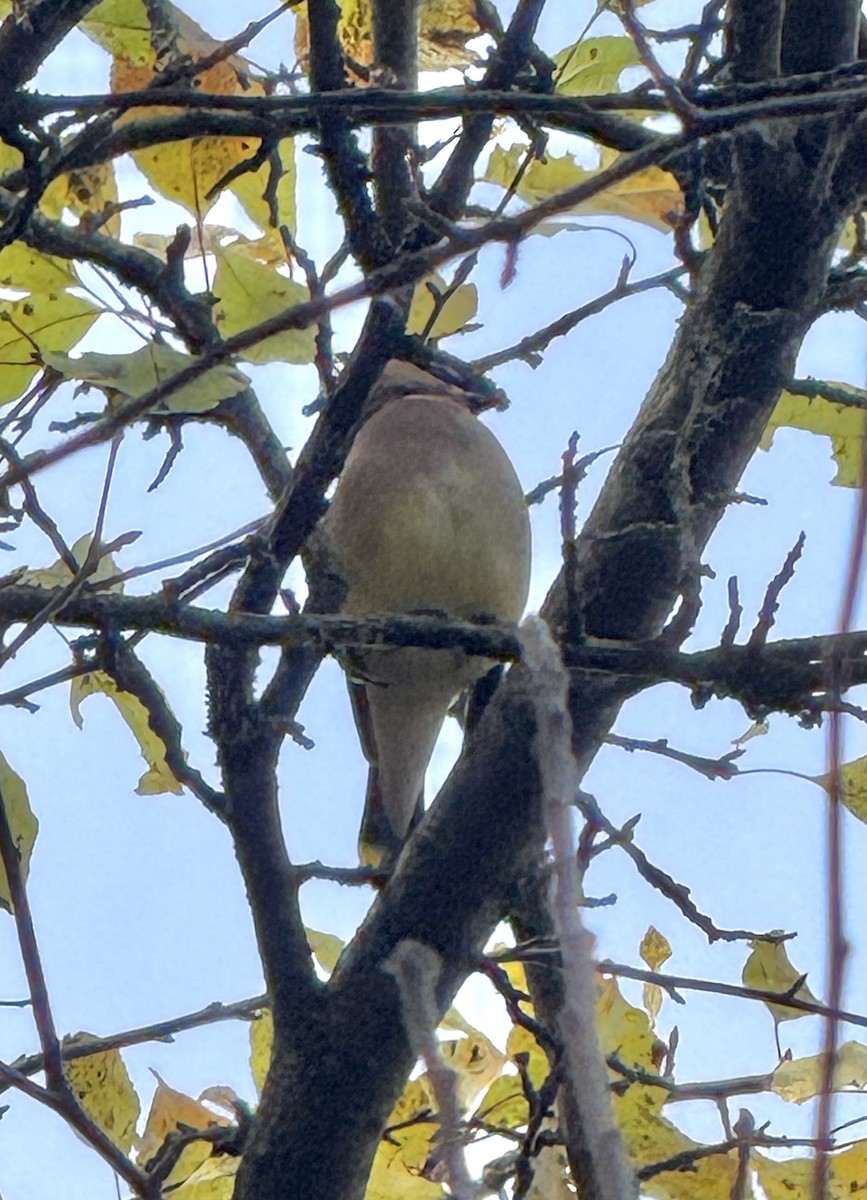 Cedar Waxwing - ML644769854