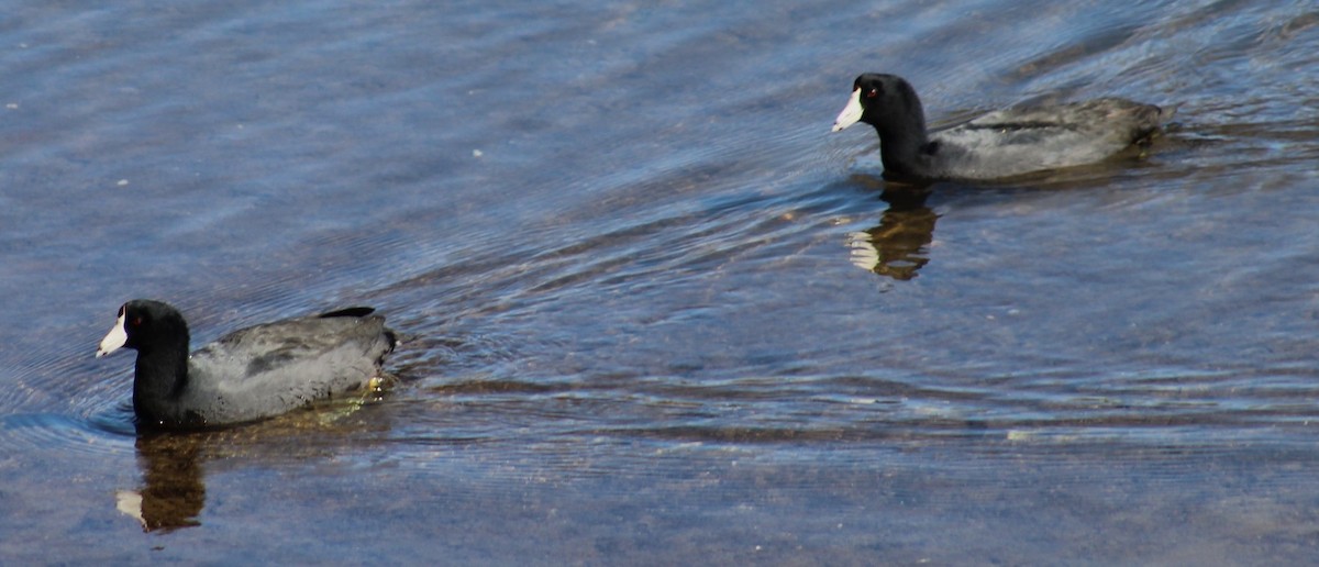 Лиска американська - ML644769856