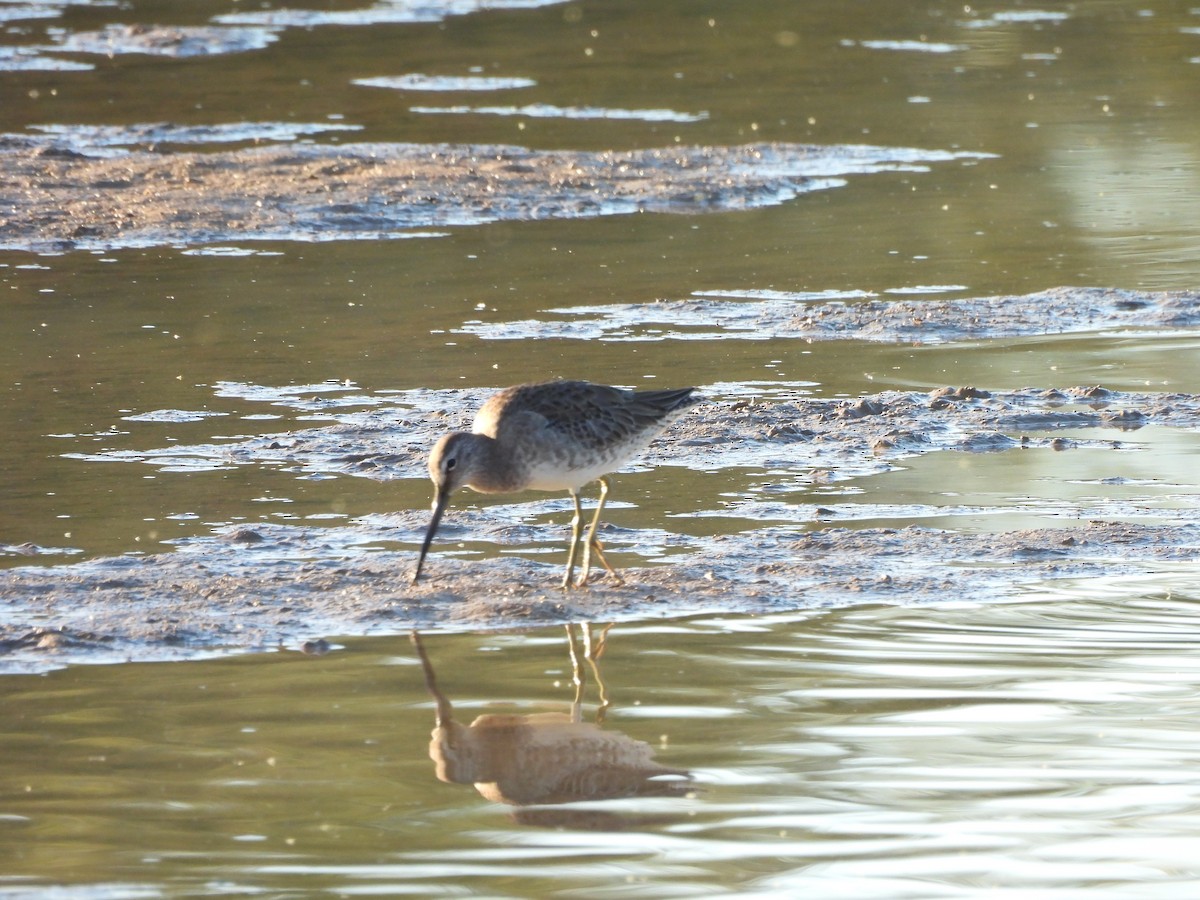 Long-billed Dowitcher - ML644769857