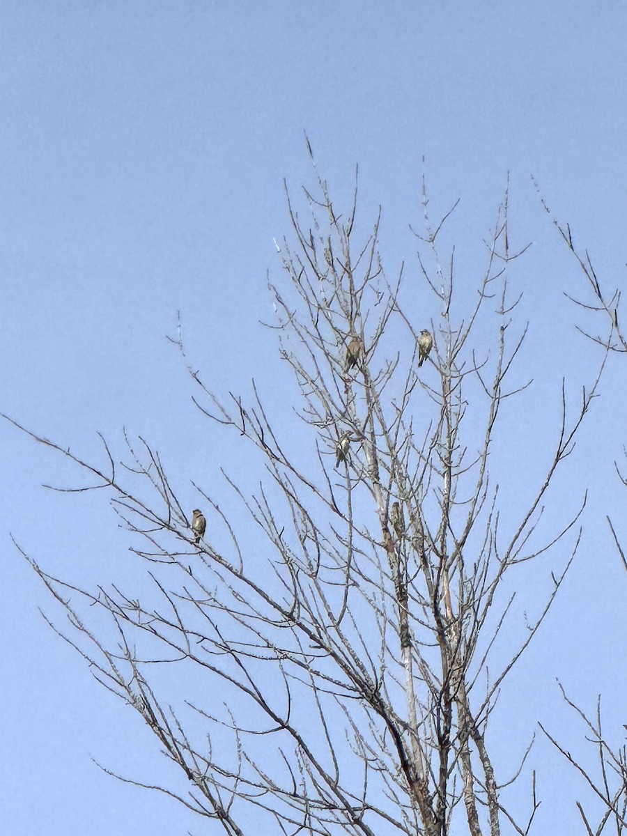 Cedar Waxwing - ML644769858