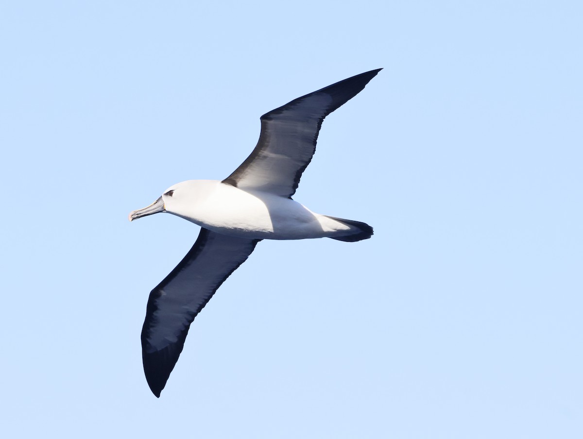 gulnesealbatross - ML644769860