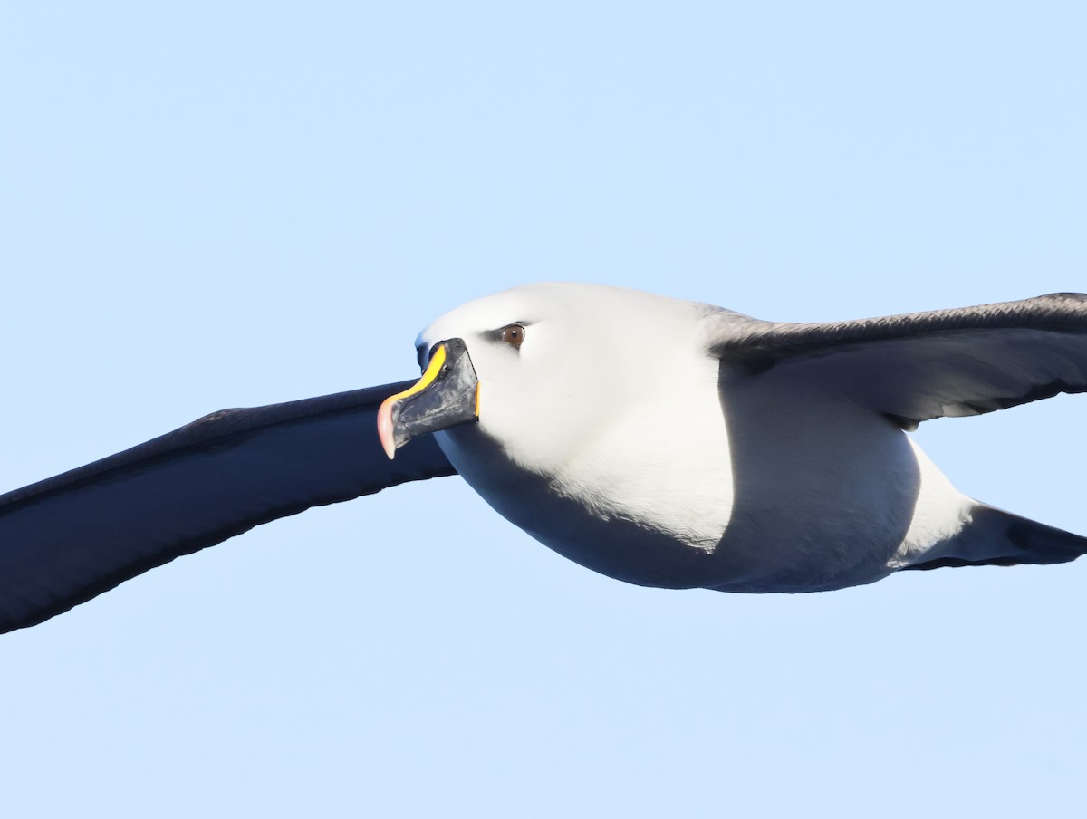 gulnesealbatross - ML644769861