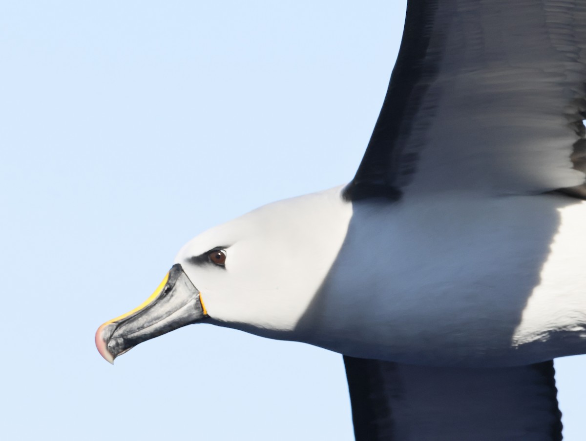 gulnesealbatross - ML644769862