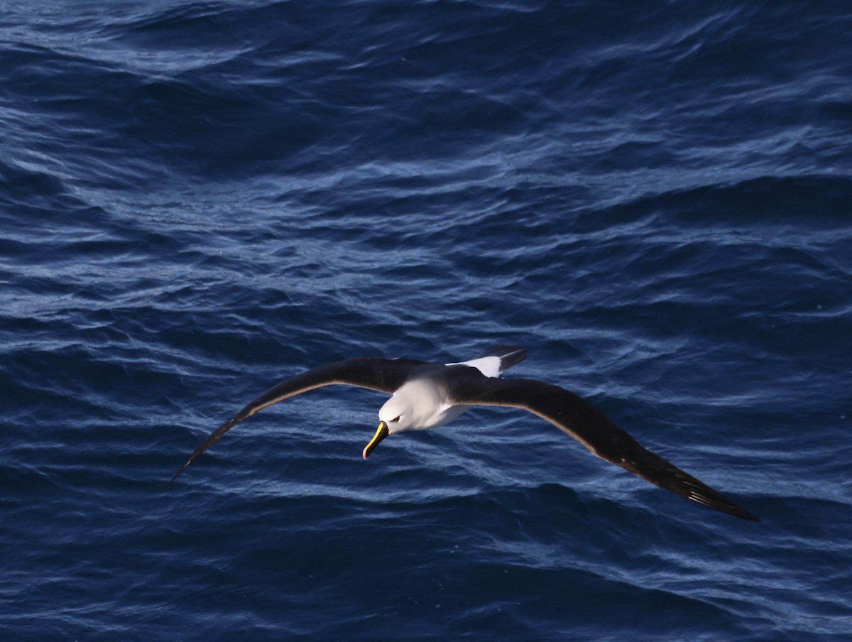 gulnesealbatross - ML644769864