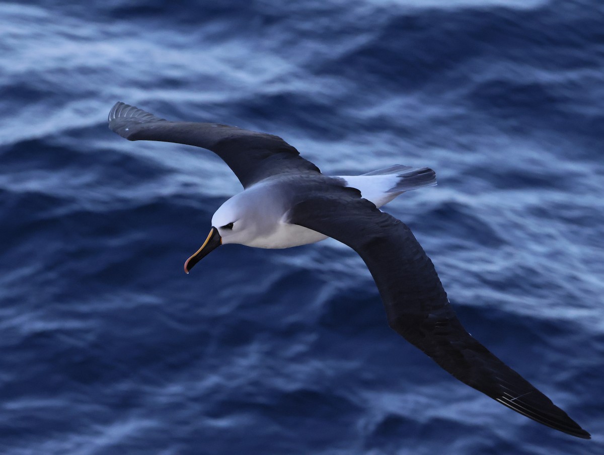 gulnesealbatross - ML644769865