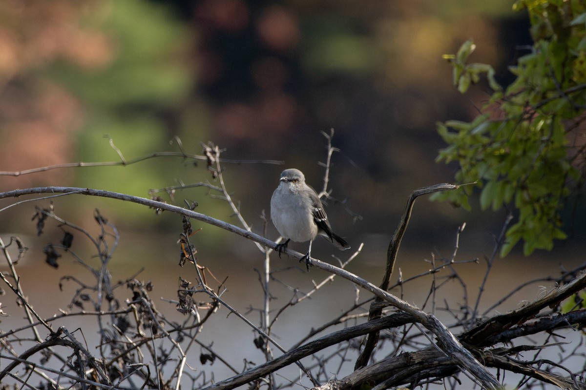 Northern Mockingbird - ML644769866