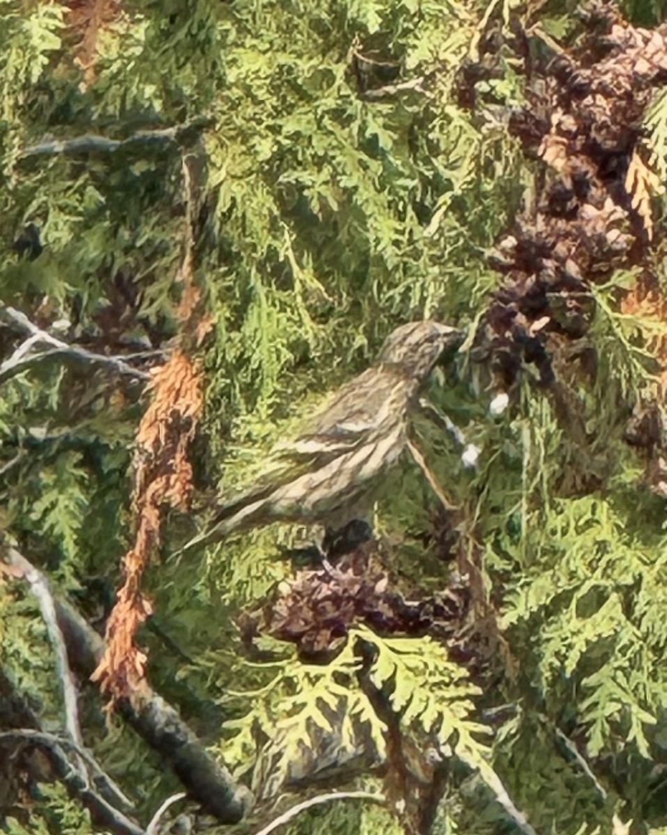 Pine Siskin - ML644769878
