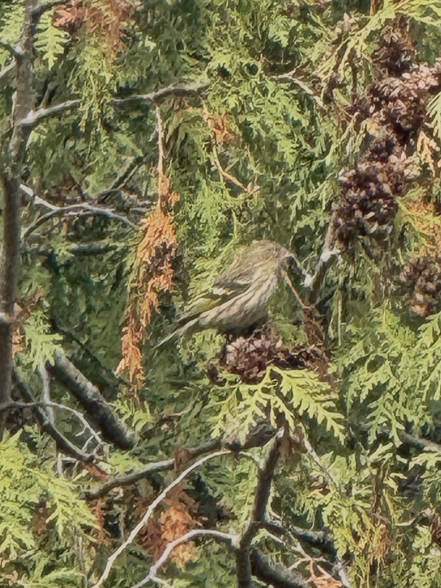 Pine Siskin - ML644769879