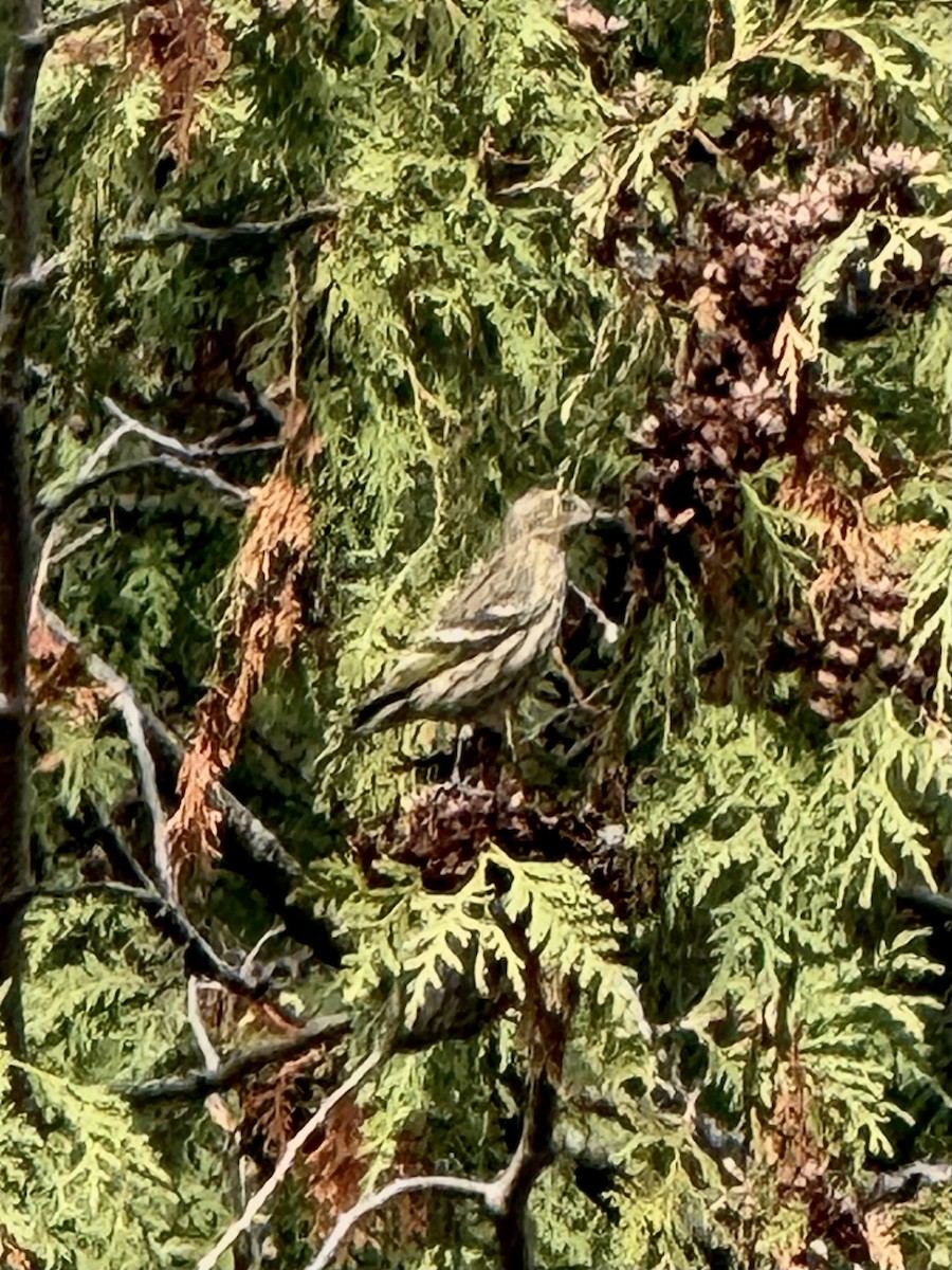 Pine Siskin - ML644769880