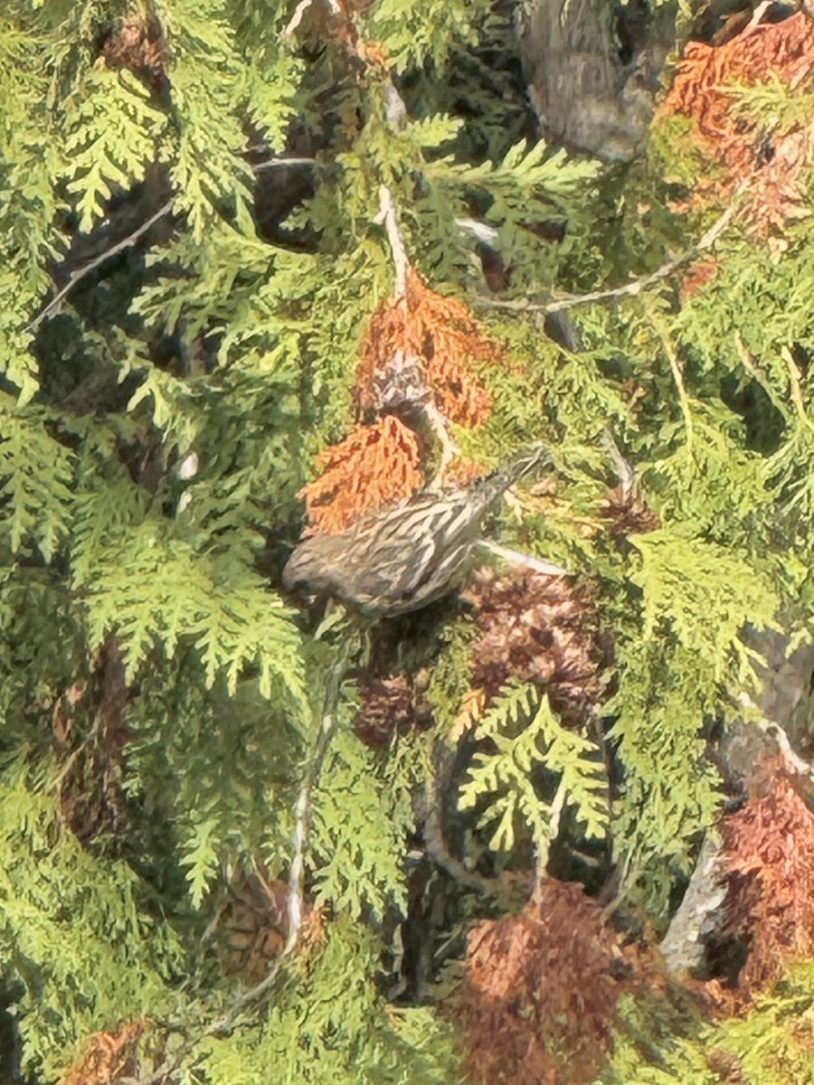 Pine Siskin - ML644769886