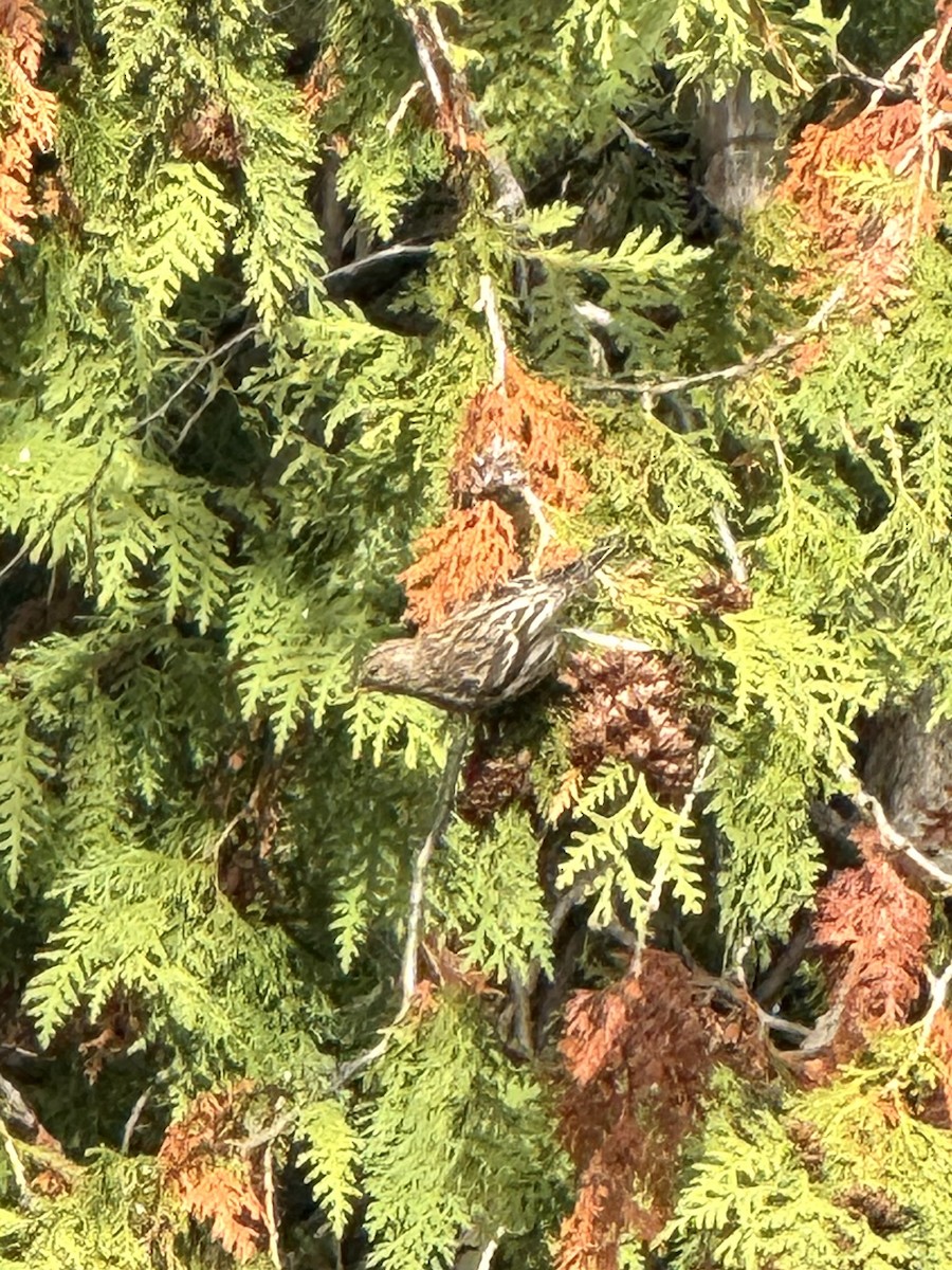 Pine Siskin - ML644769887