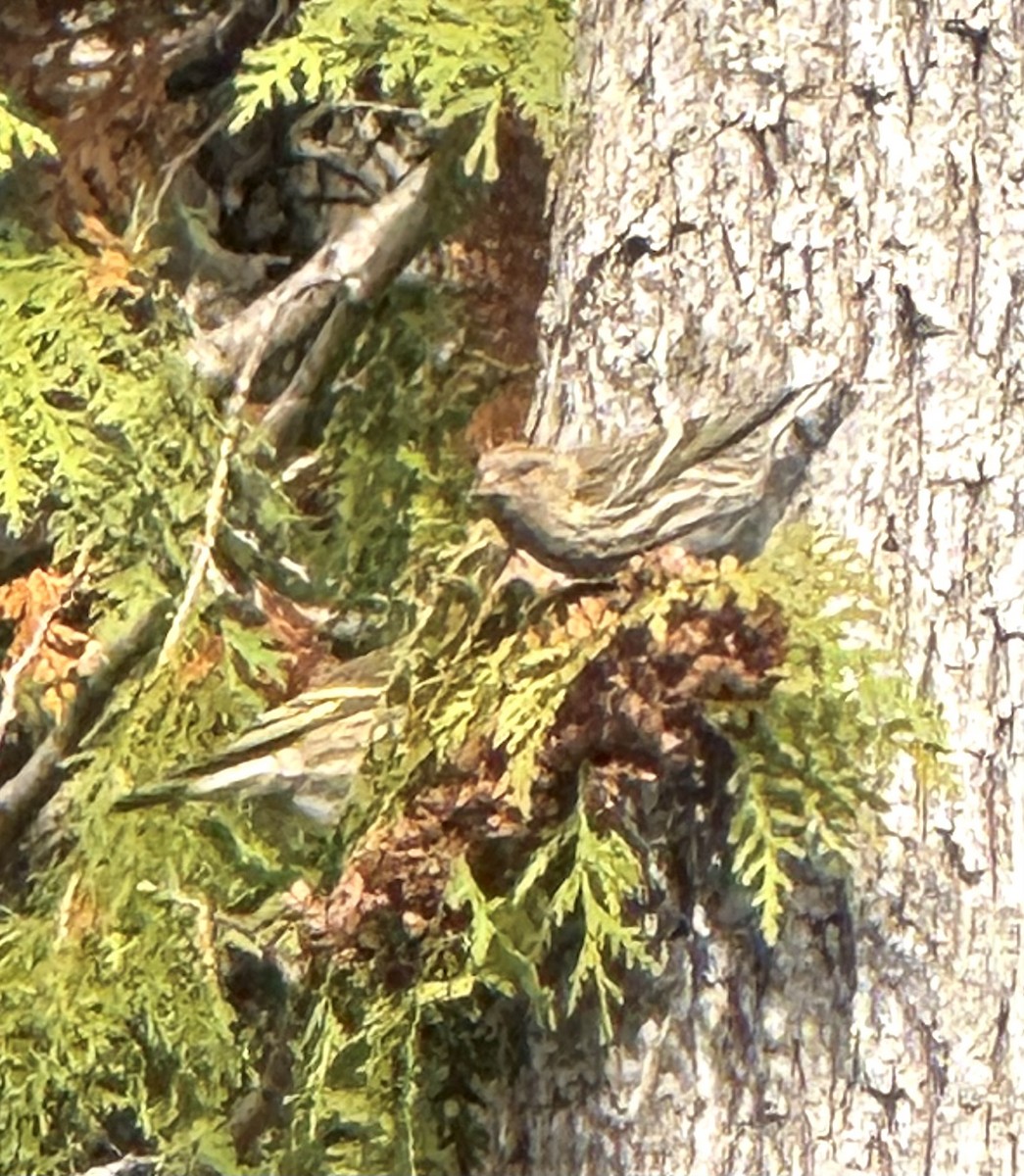Pine Siskin - ML644769888