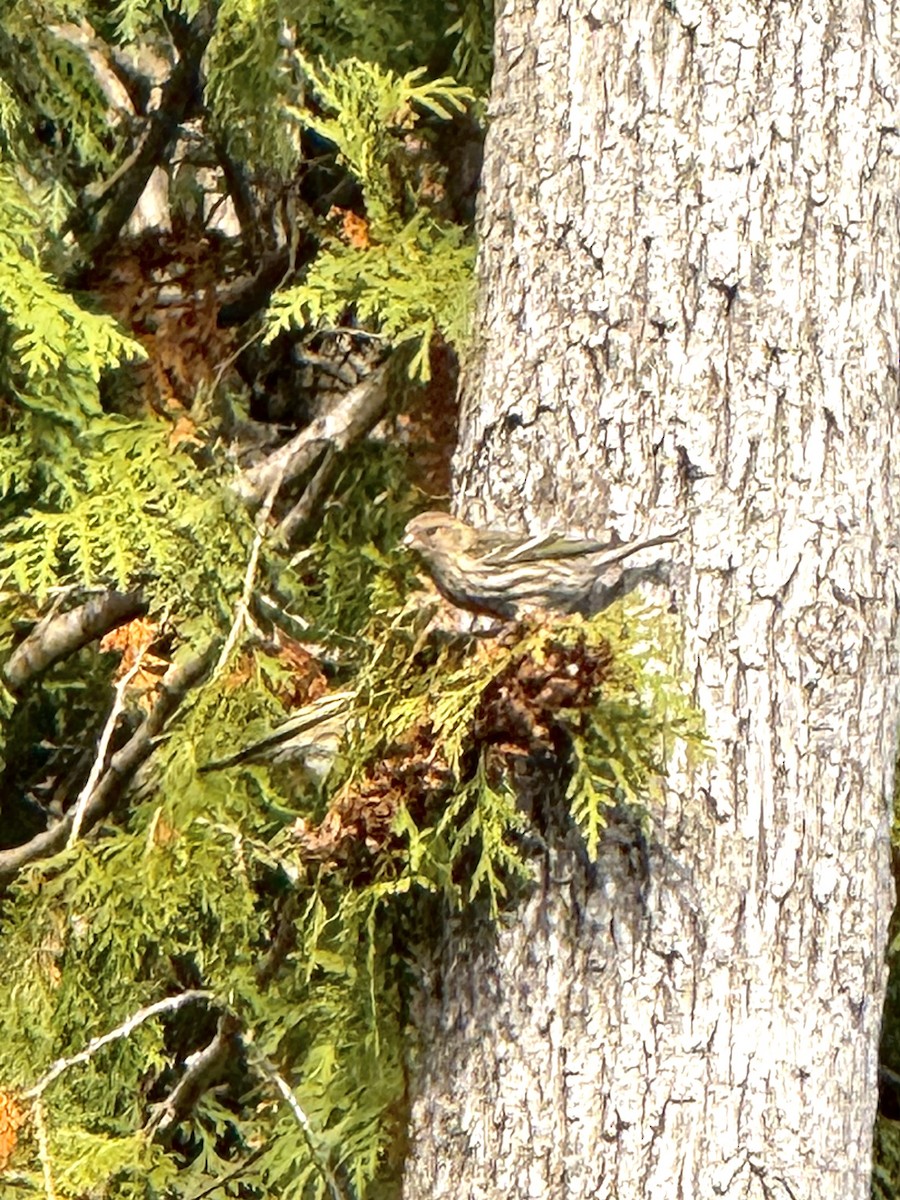 Pine Siskin - ML644769889