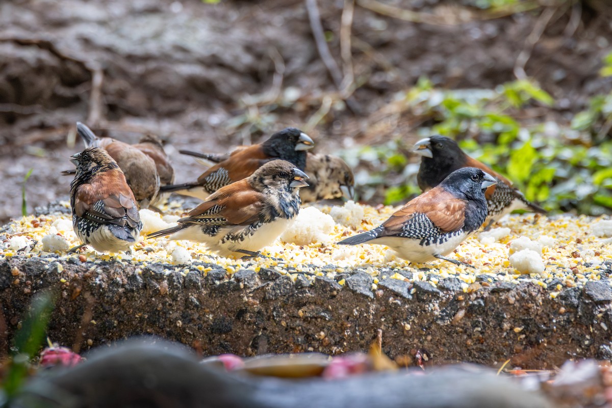 クロシチホウ - ML644769890