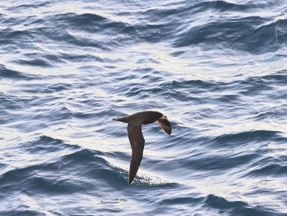 White-chinned Petrel - ML644769891