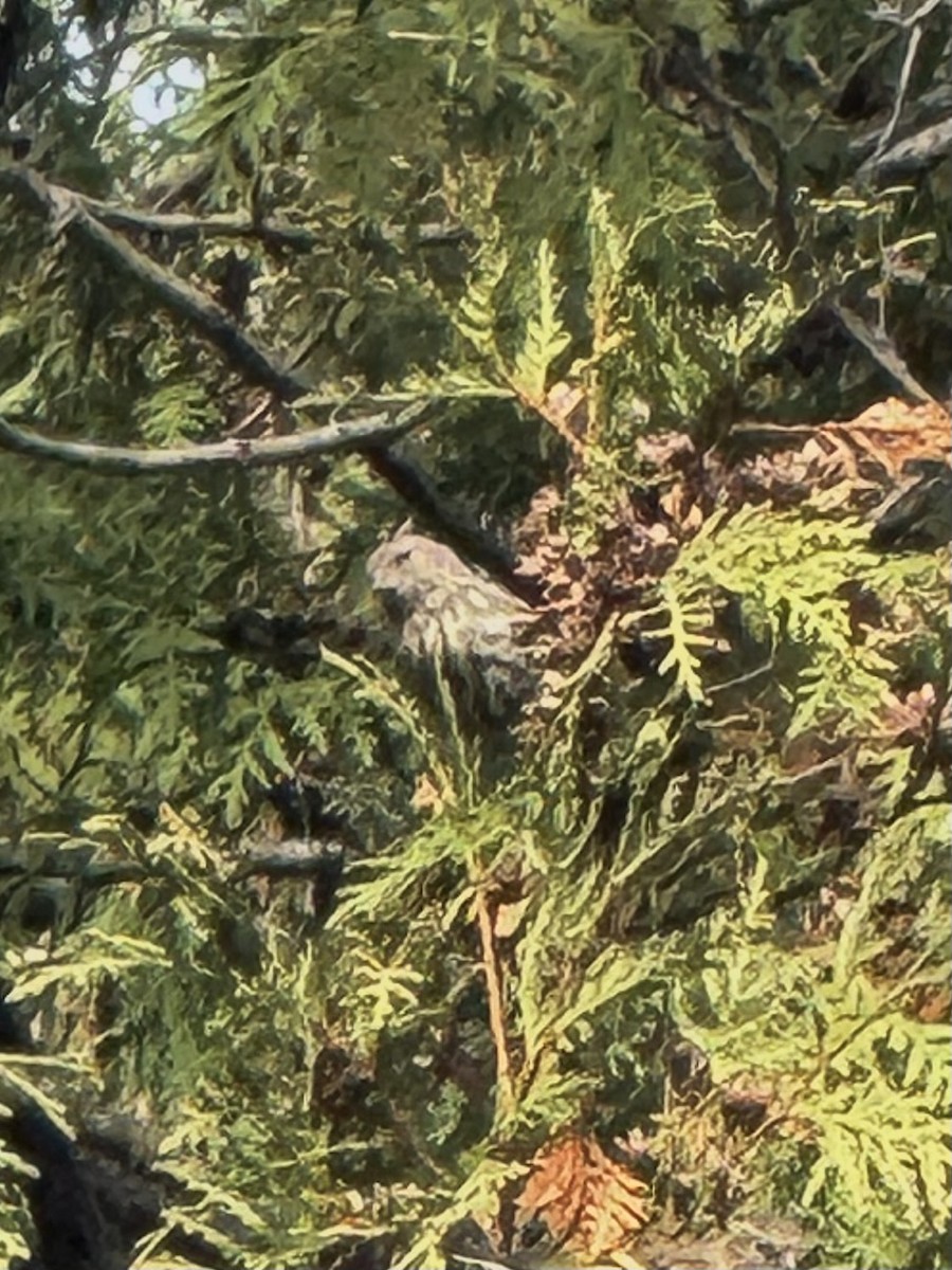 Pine Siskin - ML644769893