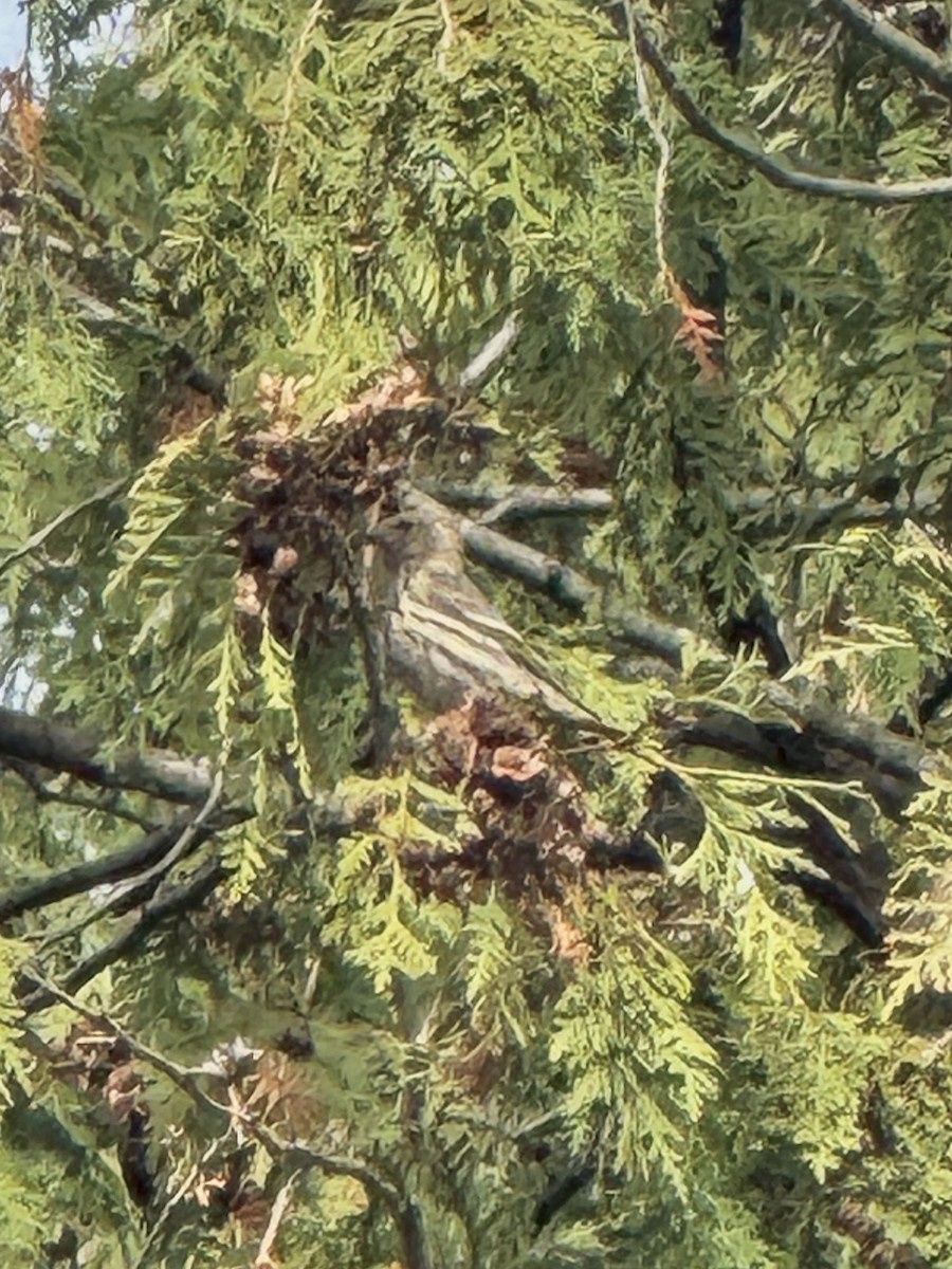 Pine Siskin - ML644769894