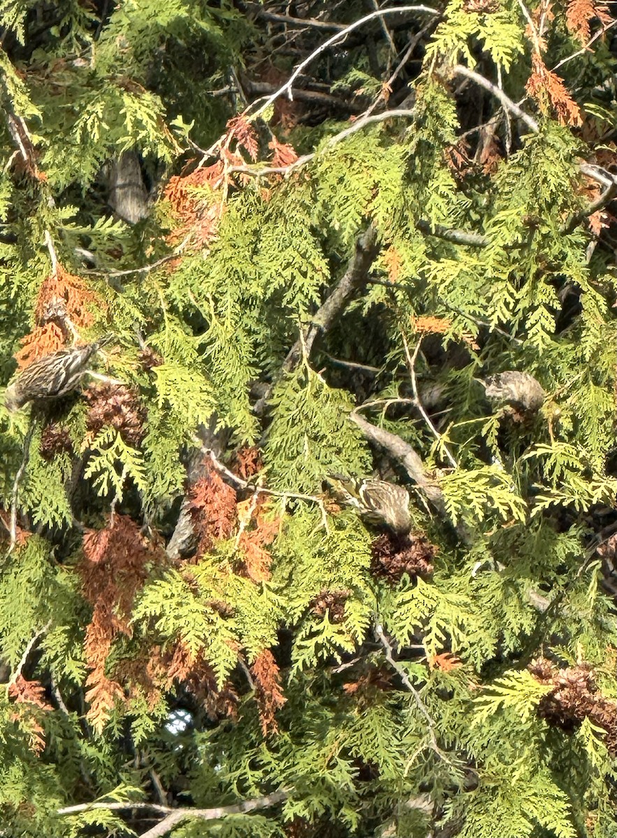 Pine Siskin - ML644769897