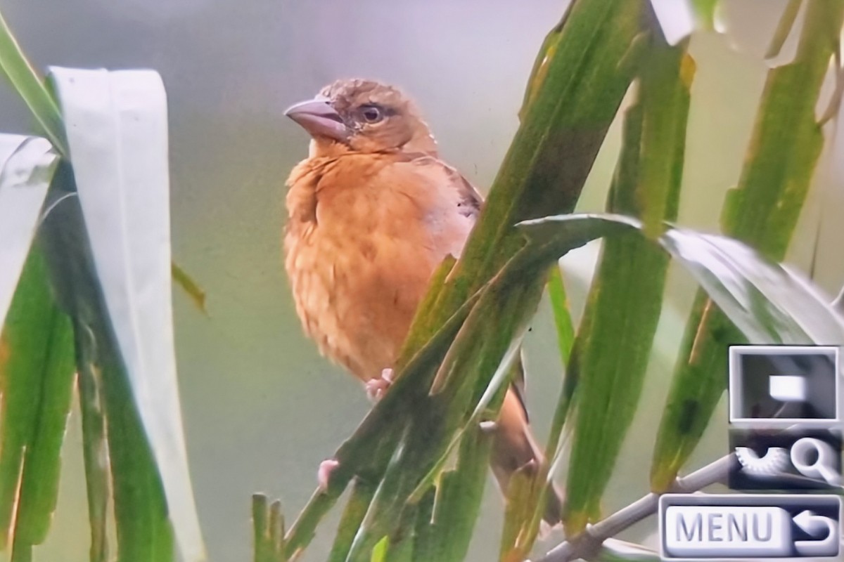 Chestnut-and-black Weaver - ML644769901