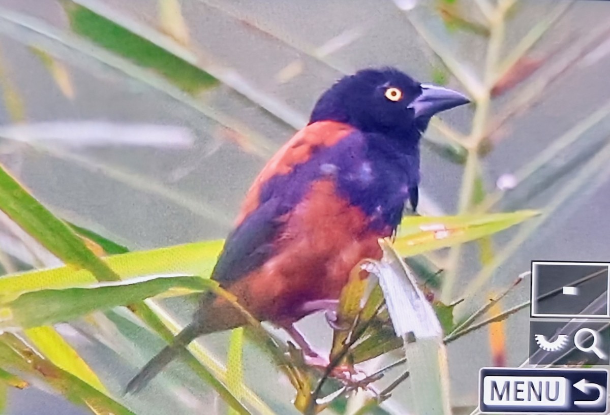 Chestnut-and-black Weaver - ML644769902