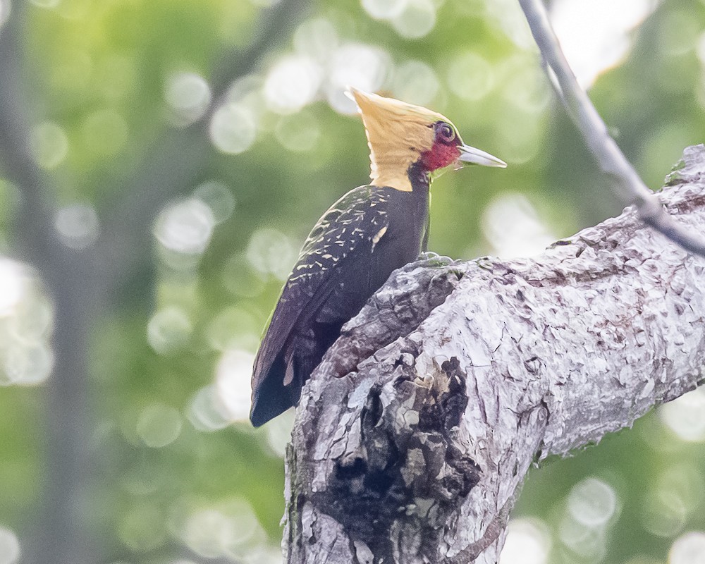 Pale-crested Woodpecker - ML644769904