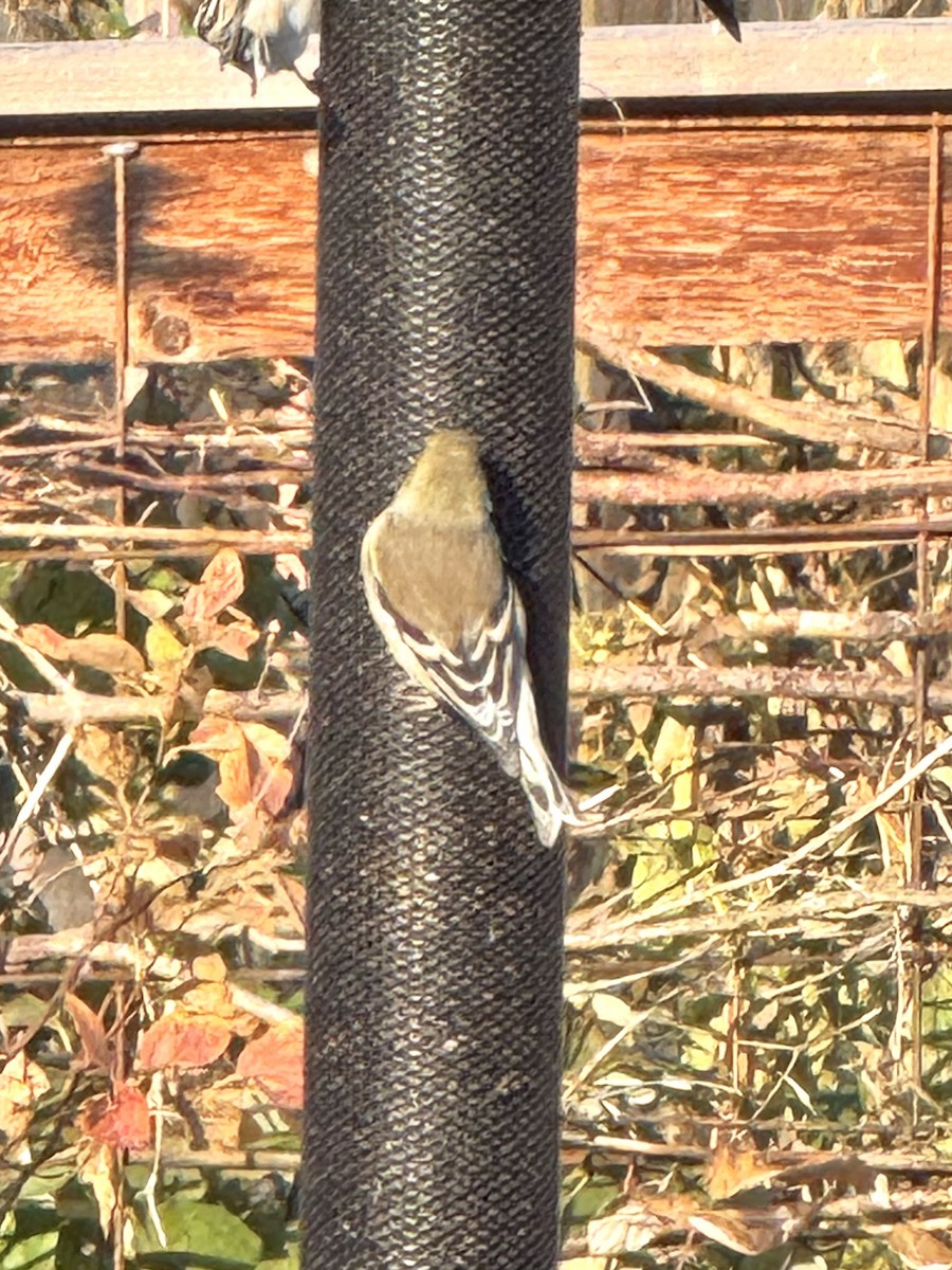 American Goldfinch - ML644769905