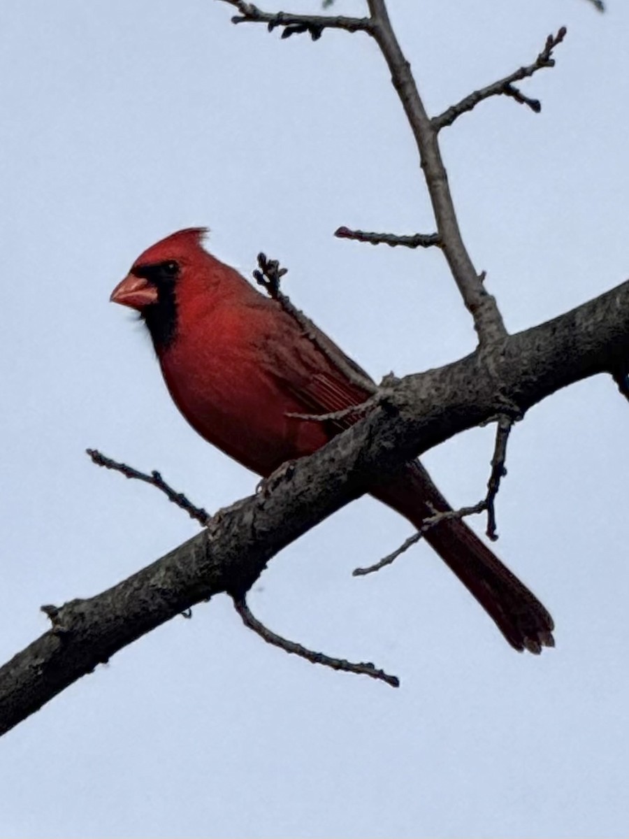 Northern Cardinal - ML644769909