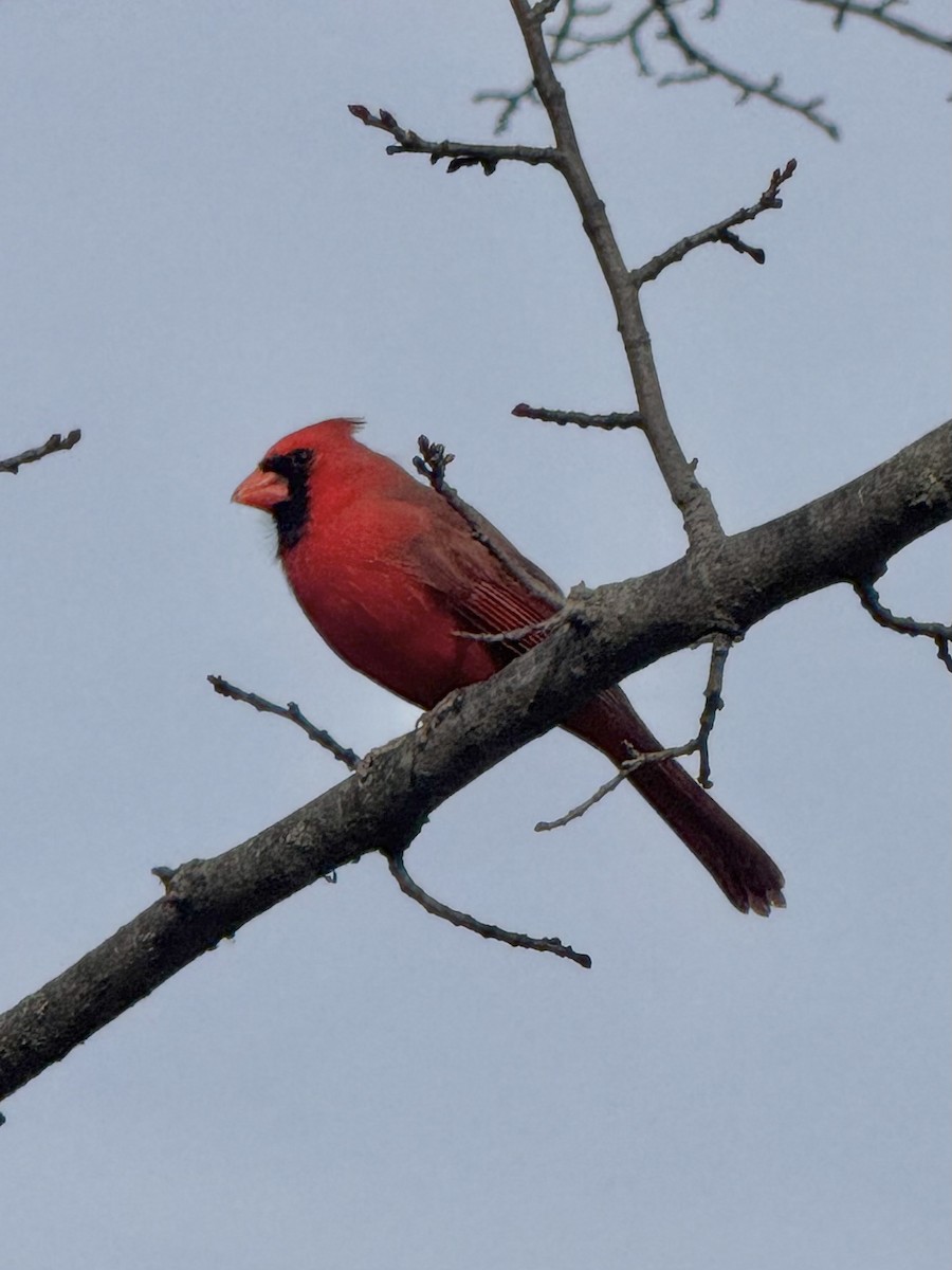 Northern Cardinal - ML644769910