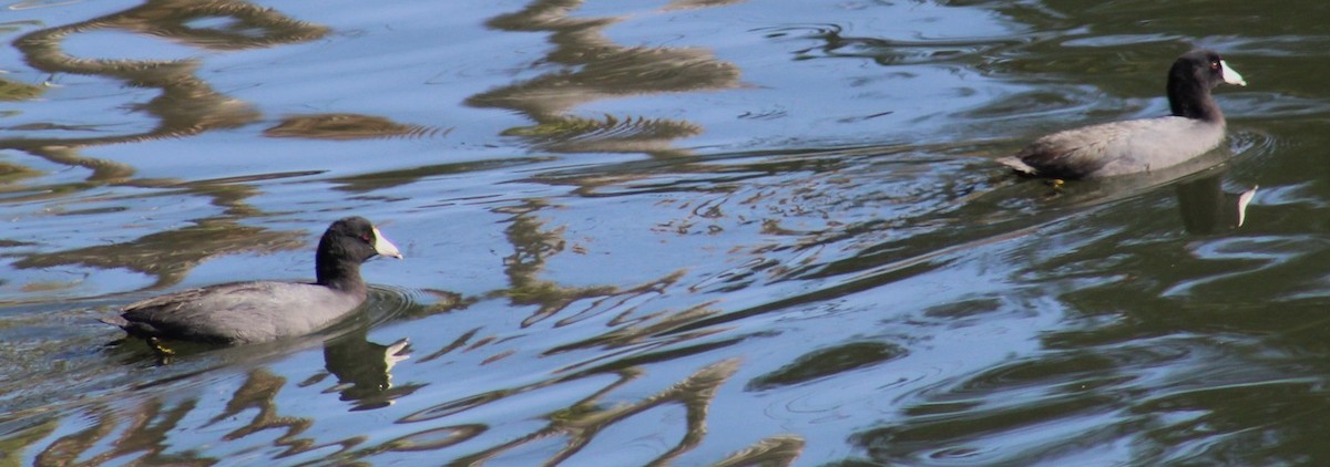 Лиска американська - ML644769911