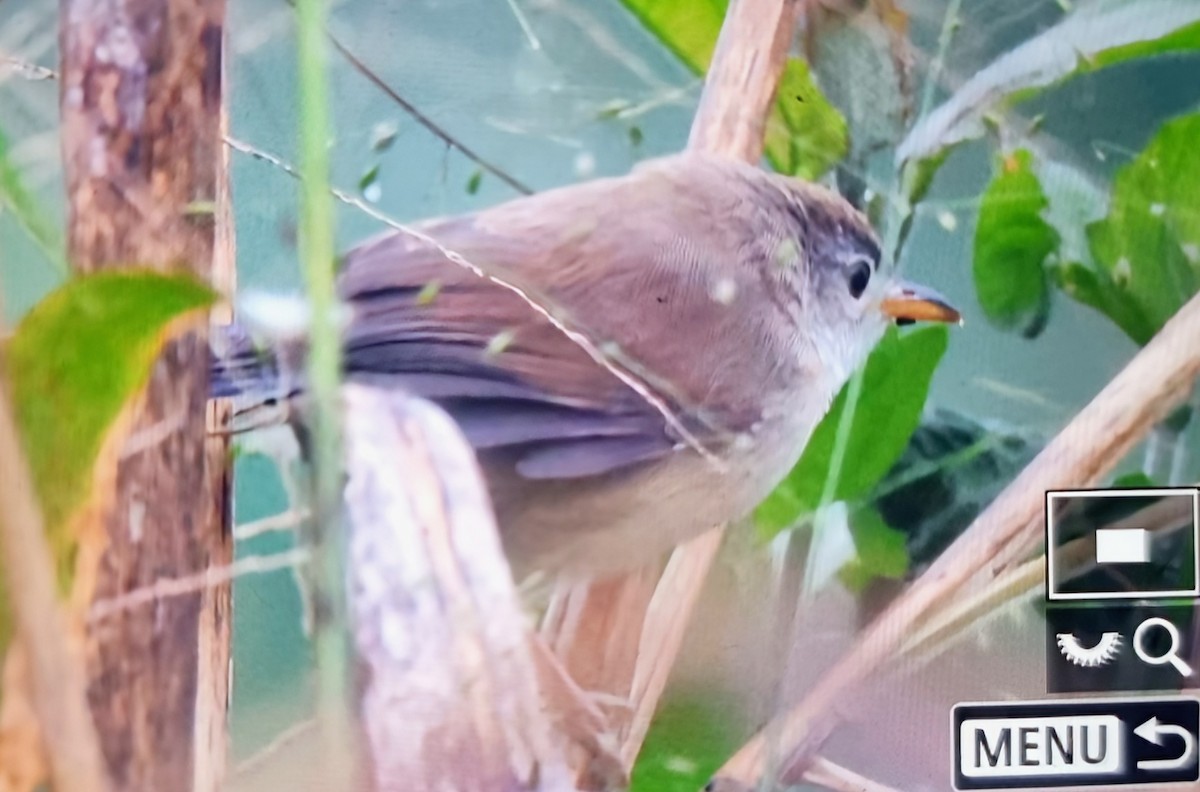 Common Reed Warbler (African) - ML644769912
