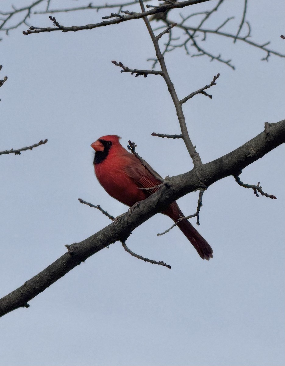 Northern Cardinal - ML644769913