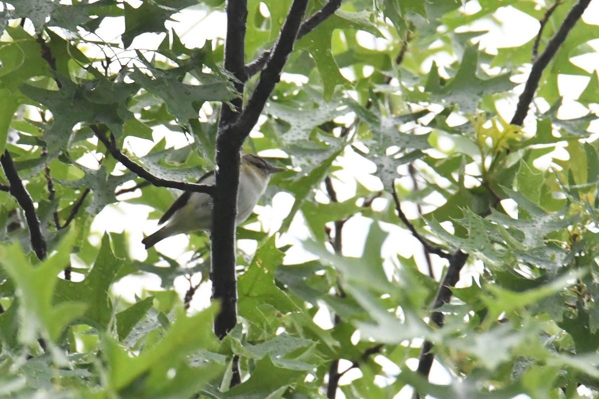 Красноглазый виреон - ML644769932