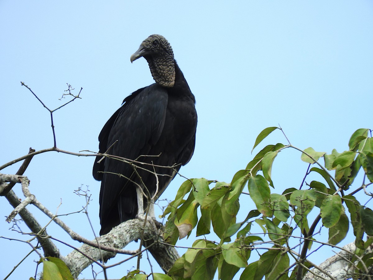 Катарта чорна - ML644769935