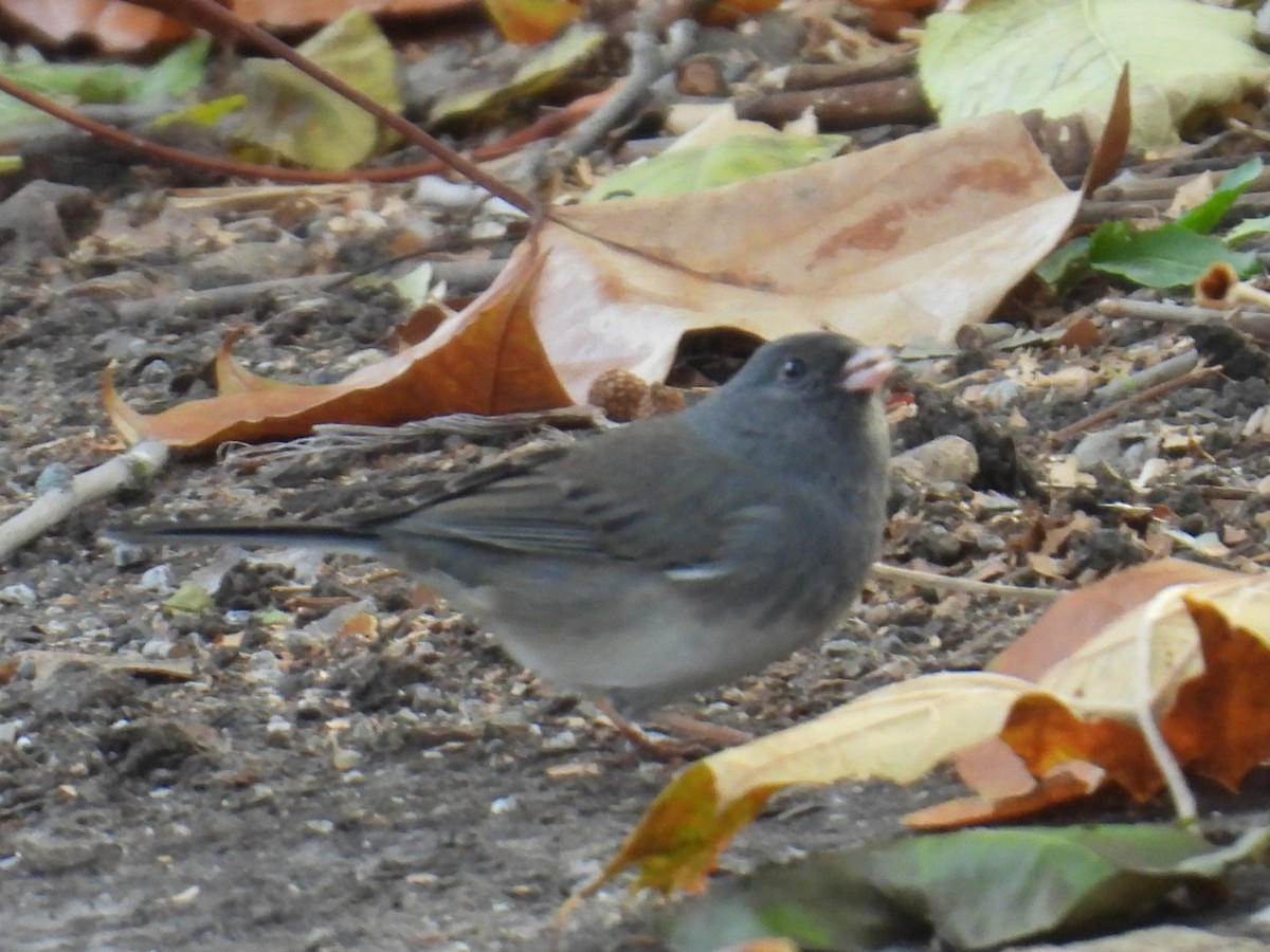 Dark-eyed Junco - ML644769938