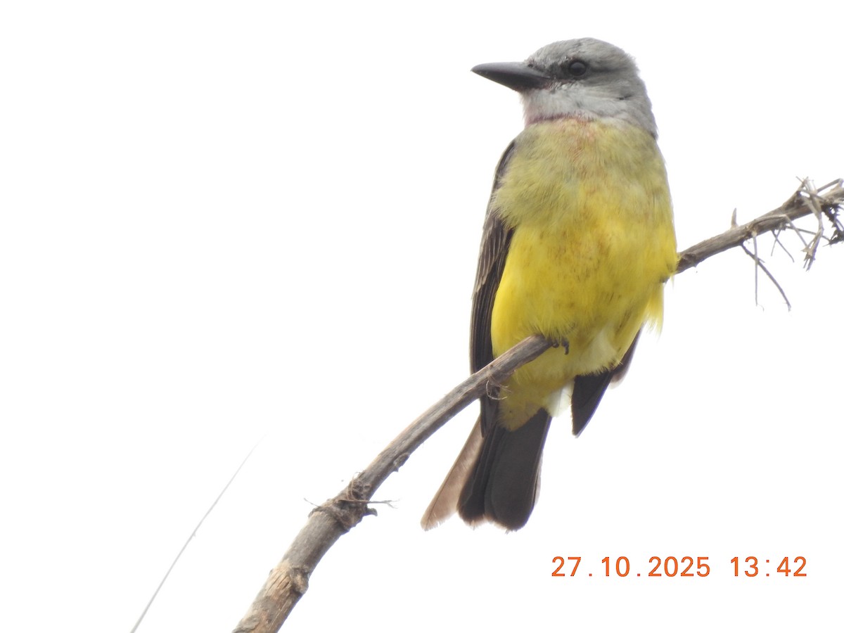 Tropical Kingbird - ML644769953