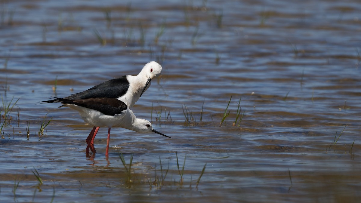 高蹺鴴 - ML644769959