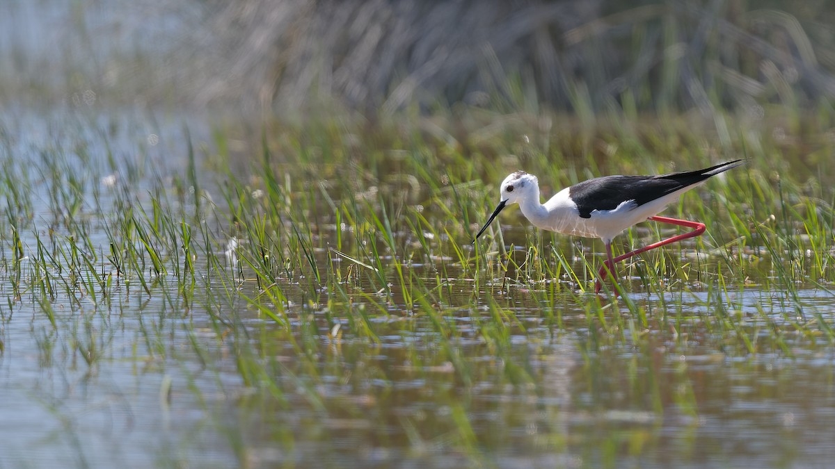 高蹺鴴 - ML644769960