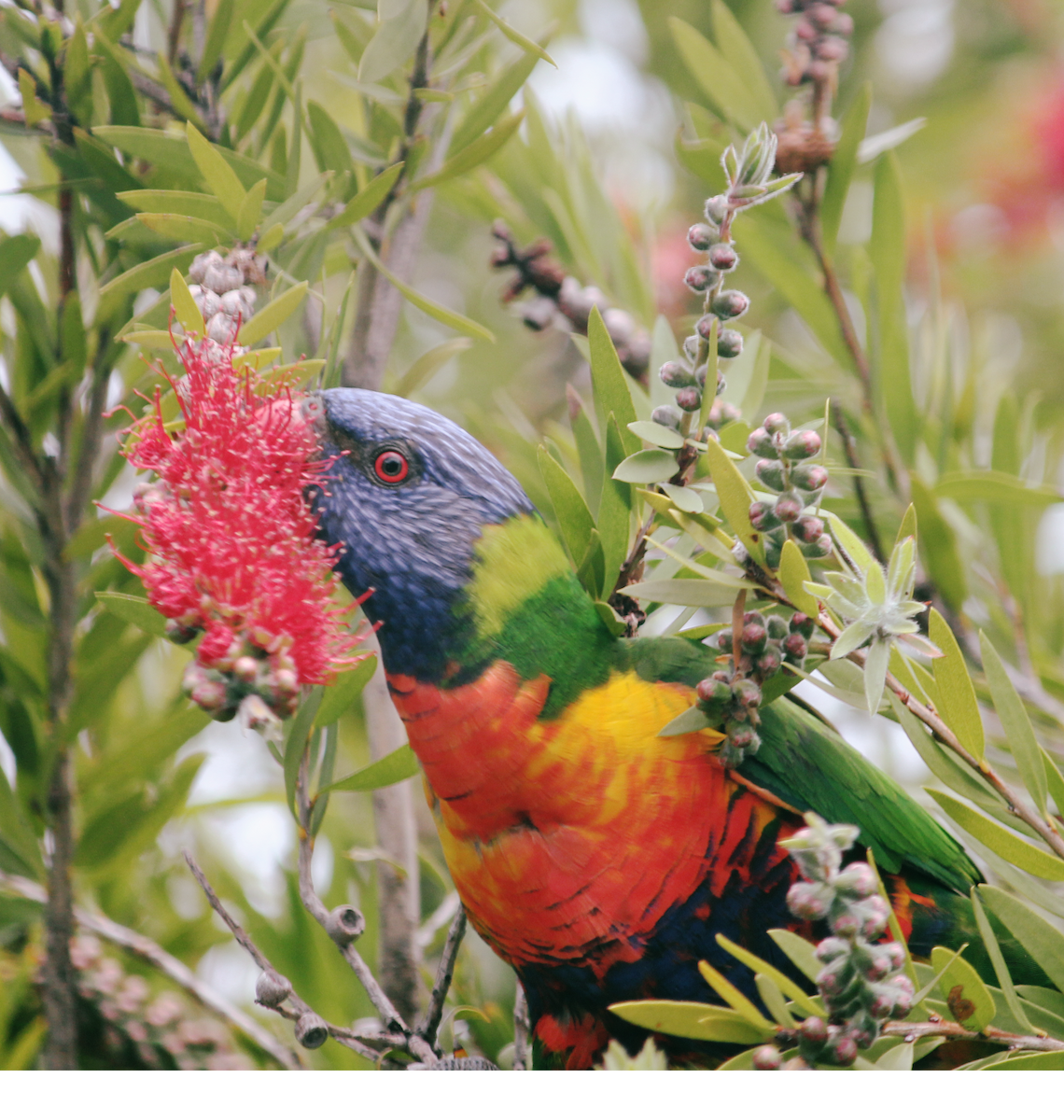 lori duhový - ML644769969