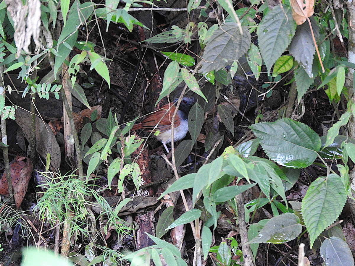 White-bellied Antbird - ML644769971