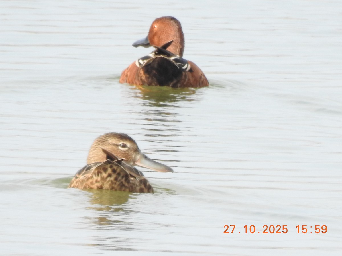 Cinnamon Teal - ML644769973