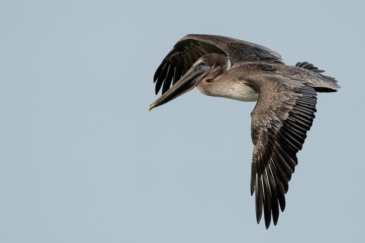 pelikán hnědý - ML644769975