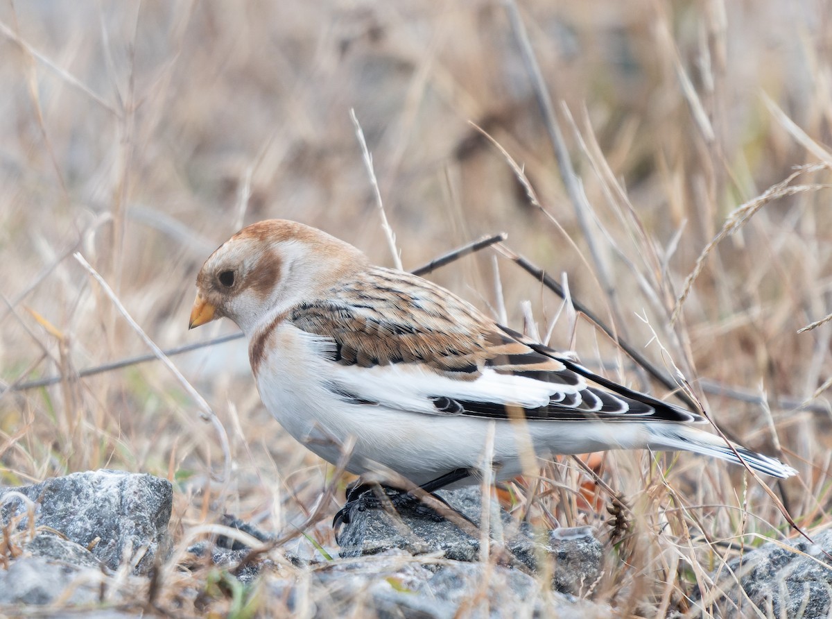 Snow Bunting - ML644769984